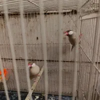 جفت نرگسی شکلاتی با سه تا جوجه بزرگ