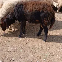 قوچ افشار۳ساله