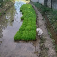 تیم نشا