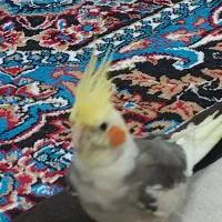 عروس هلندی نر