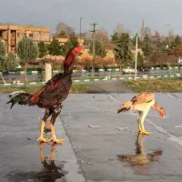 مرغ خروس لاری اوشامو