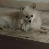 سگ پامر