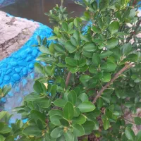 خونه باغ|فروش خانه و ویلا|رشت, حومه رشت|دیوار