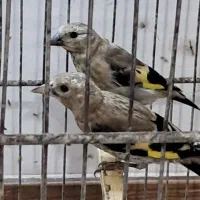 تعدادجوجه