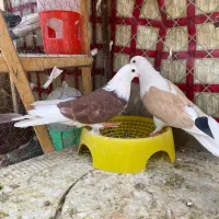کبوتر فروشی درجه یک شازده دوکت زرد سرور زرد هما