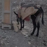 فروش الاغ