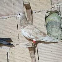 کفتر بومب