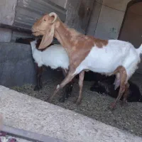 بز شیری