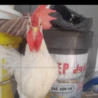 خروس خوش صدا