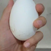 تخم غاز در شادگان