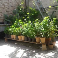 گلهای طبیعی