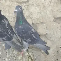 کبوتر ماده