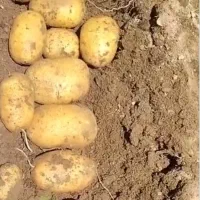 سیب زمینی آگریا