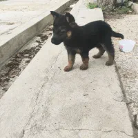 سگ ژرمن