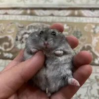 همستر مولد کمپل
