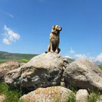 سگ گله وآدمی