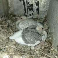 کفتر|پرنده|محمدشهر, شهرک پیام (مهرالبرز)|دیوار