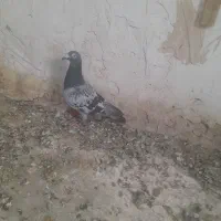 کبوتره آلمانی مسافتی پلاکی