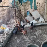 مرغ محلی تخم گذار