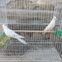 یک جفت عروس هلندی آلبینو