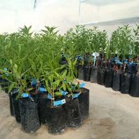 نهال بادام پایه رویشی و لیبل آبی