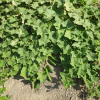 خیار تازه ترد و خوشمزه برای خیار شور سالاد