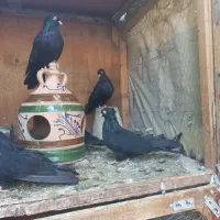 کبوتر زاغ آبادانی چشم و نوک سفید واکسی