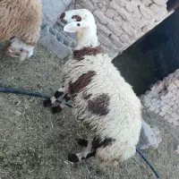 بره قوچی