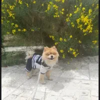 سگ گمشده