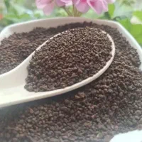چای کله مورچه