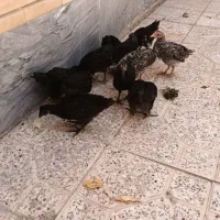 فروش ۱۱ جوجه یکجا مرغ بومی دوماهه۳۳۰۰