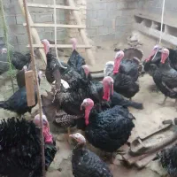بوقلمون نر و ماده بزرگ