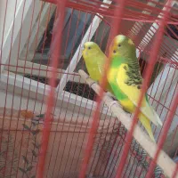 مرغ عشق با تخم