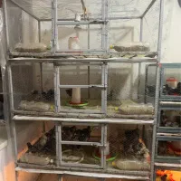 لانه وقفس آهنی مرغ وخروس جوجه گنجه کبوتر قفس چوبی