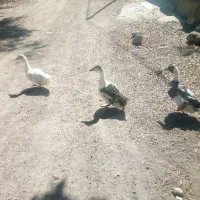 3 عدد اردک محلی نر گوشتی