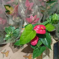 گل ها طبیعی روستای ولژیر