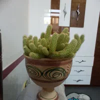 کاکتوس ۴۰۰