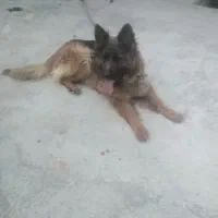 سگ ژرمن شولاین