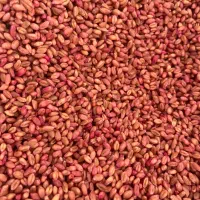 فروش بذر گندم