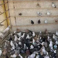 مزاید پرندگان البرز