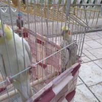 عروس هلندی نر