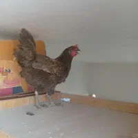 مرغ تخمگذاررسمی