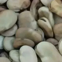 باقله  خشک