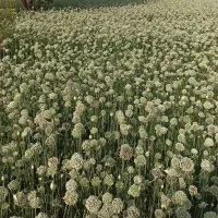 زمین زراعی و ویلایی در قراملک