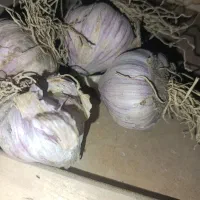 سیر ارگانیک