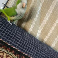 طوطی راهب دستی