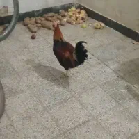 خروس