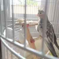 جوجه عروس