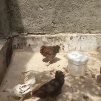 خروس و مرغ