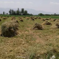 یونجه معجون 57 بسته